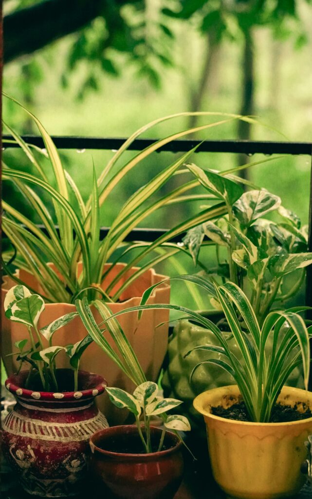 Variety of indoor plants by a window with a green background, showcasing natural beauty.
