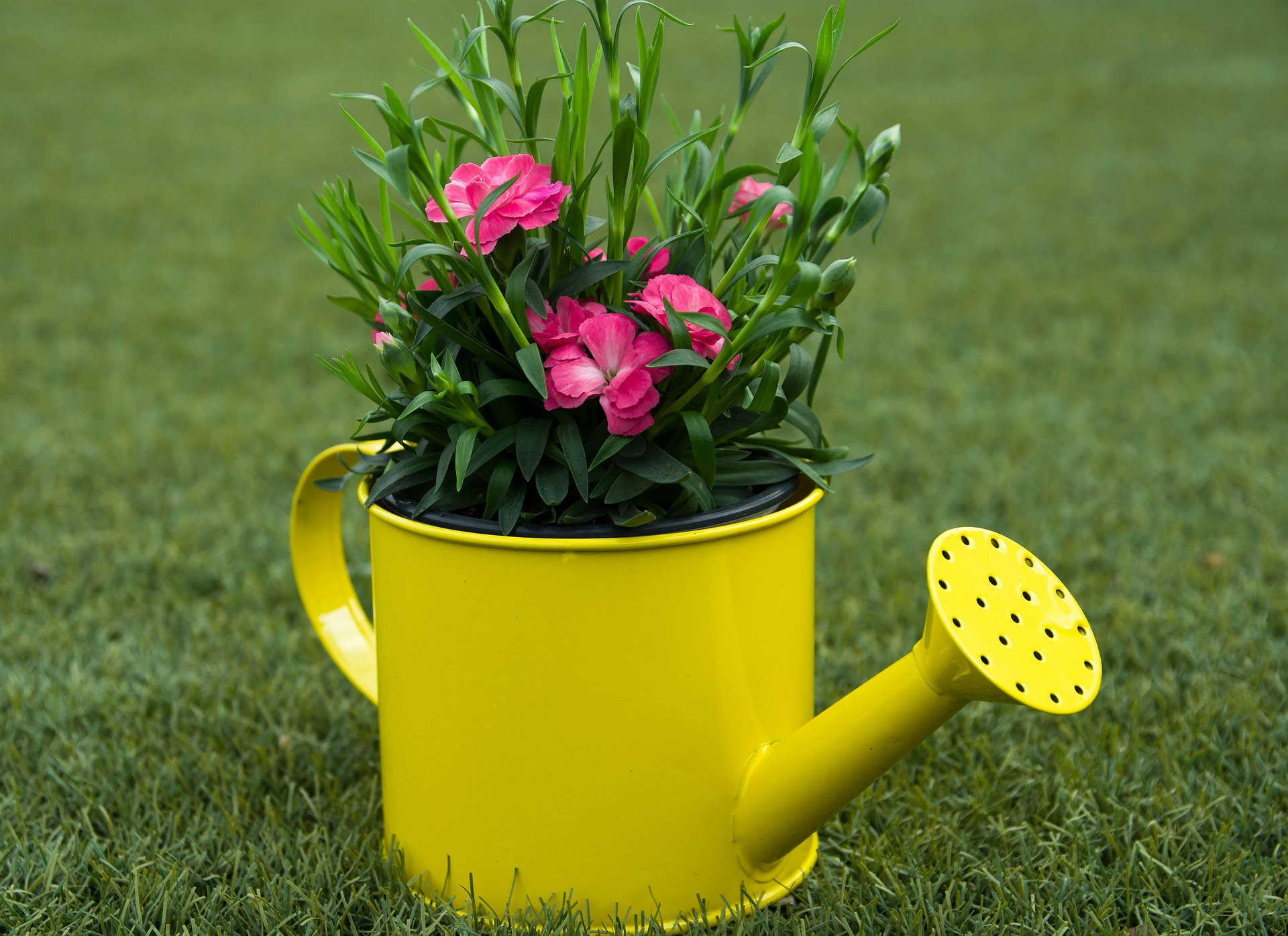 watering can decor