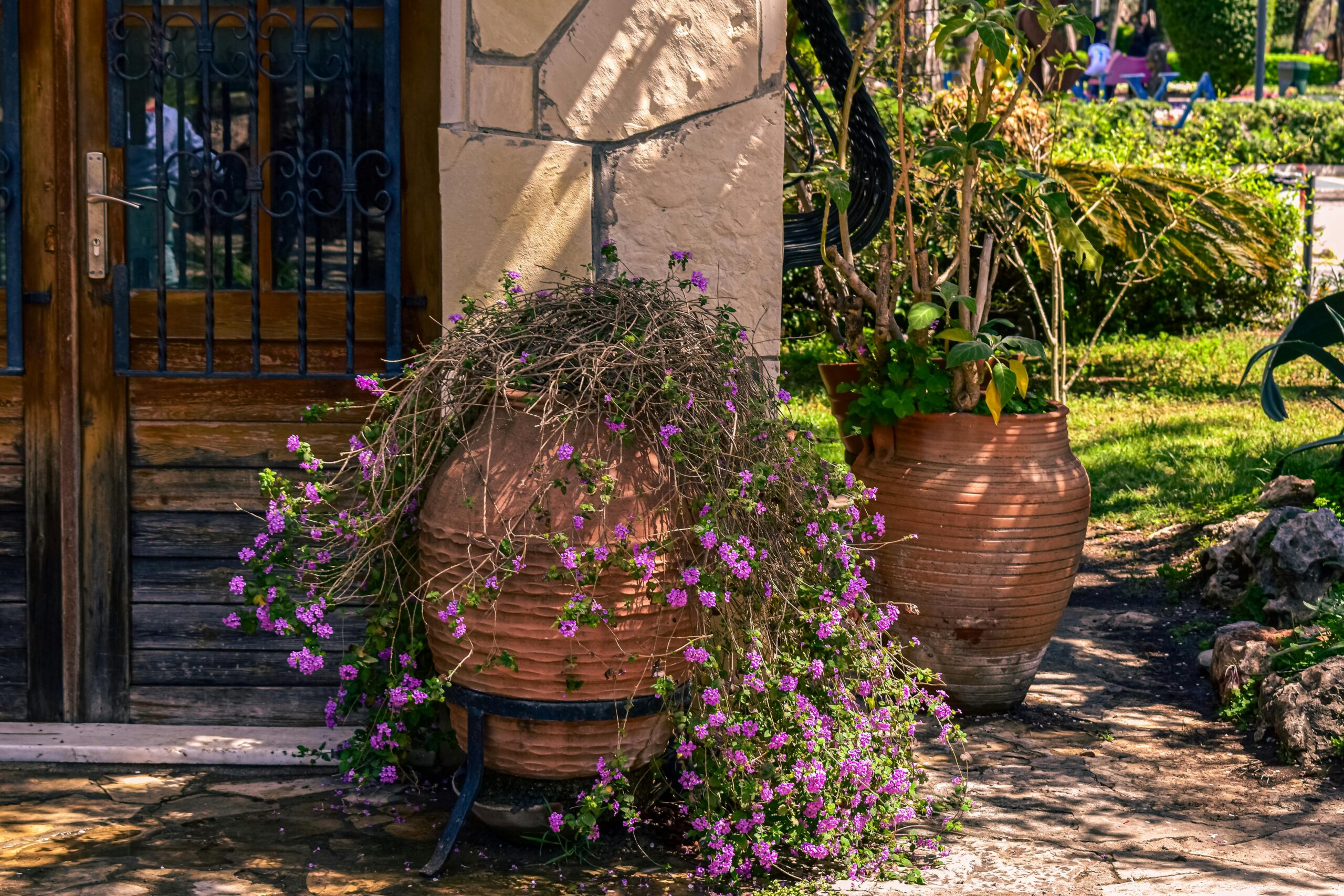 Beautiful terracotta pots with purple flowers against a rustic wooden door outdoors.